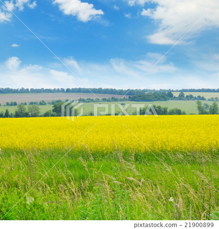 canola field and blue sky 21900899