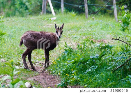 Chamois 21900946
