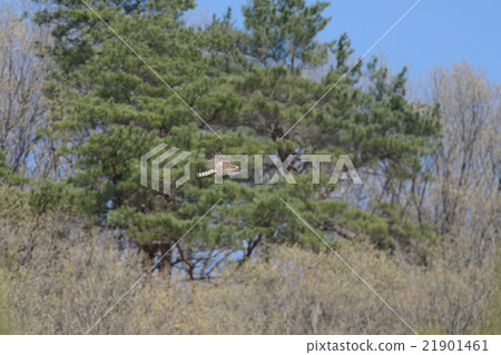 Kumataka Kumataka 21901461