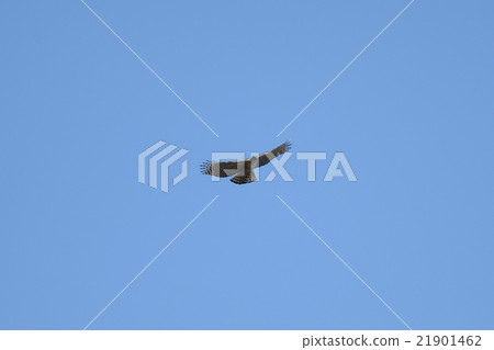 Kumataka 21901462