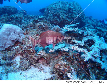Minami Izumi swimming in the Ogasawara Islands · Chichijima coral reef 21901667