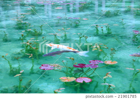 Pond of monet 21901785