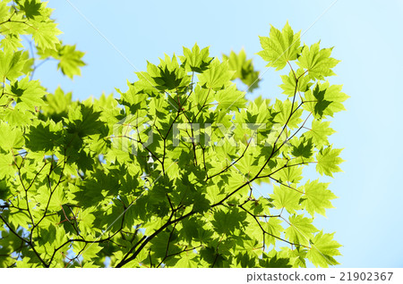 Refreshing fresh green Refreshing fresh green 21902367