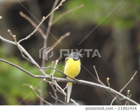 等待春天惡作劇 21902434