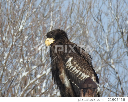 強光steller海鷹 21902436