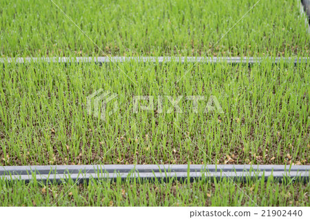 水稻幼苗（Mangekimochi）（播種後第8天）1 21902440