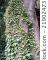 常春藤爬行的樹幹 21902473