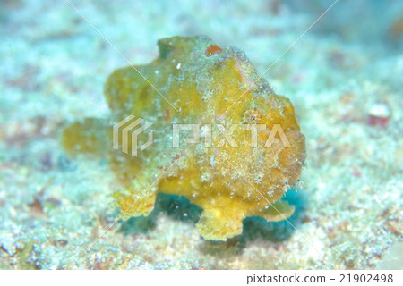 Frogfish 21902498