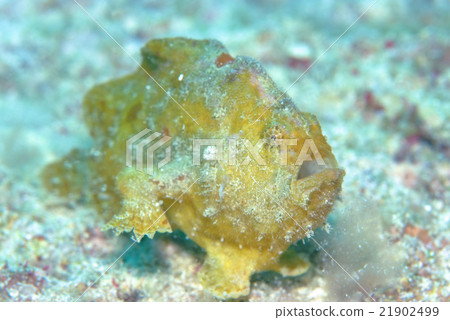 Frogfish 21902499