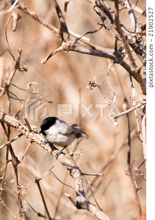 野鳥Kogara 21902527