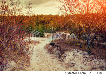 Park in evening, Neringa, Lithuania 21903480