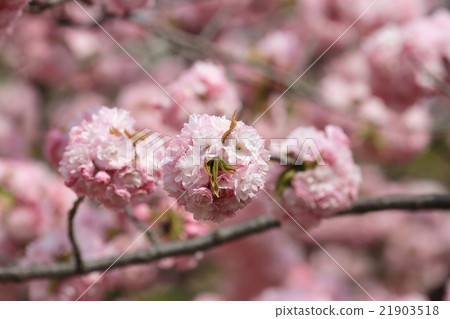 Cherry blossom flowers in garden at Japan Mint, Cherry blossom flowers in garden at Japan Mint, 21903518
