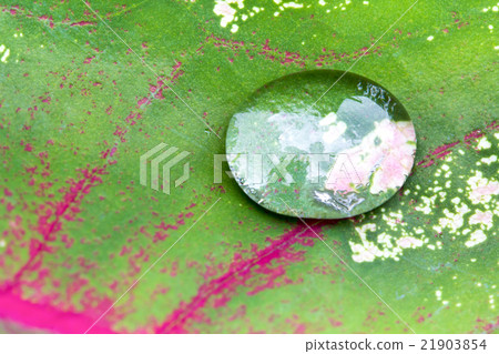 water drop on Caladium bicolor leaf 21903854