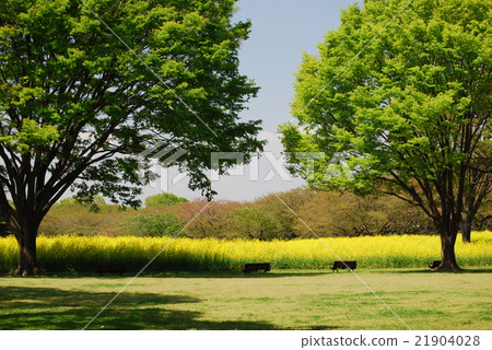 國家昭和紀念公園的春天 21904028
