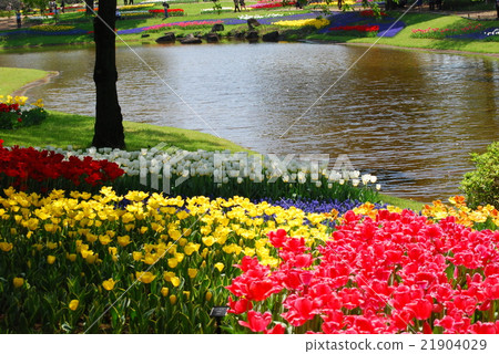 國家昭和紀念公園的春天 21904029