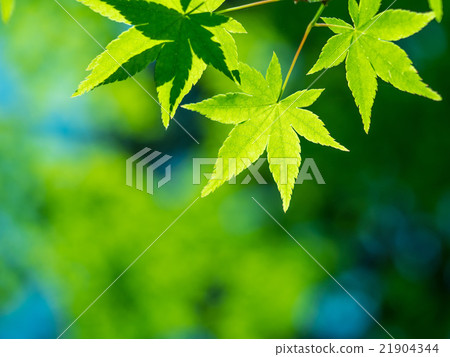 Fresh green of Iohamomoji Fresh green of Iohamomoji 21904344