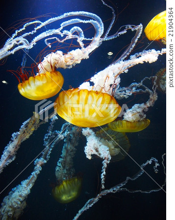 Red clover red striped tentacle 21904364