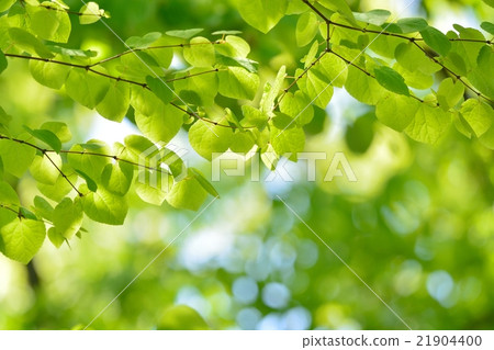 Fresh green (leaves of wig) Fresh green (leaves of wig) 21904400