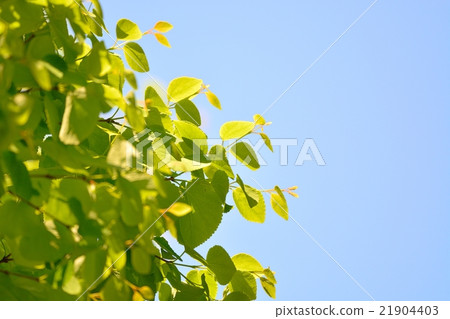 新鮮的綠色(假髮的葉子) 新鮮的綠色(假髮的葉子) 21904403