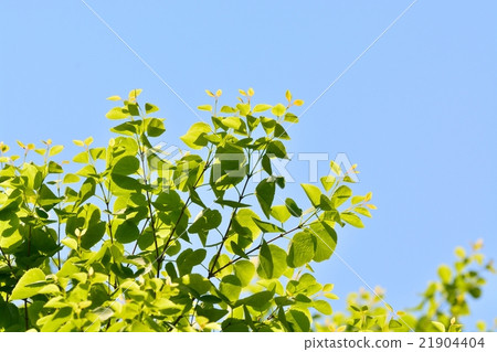 新鮮的綠色(假髮的葉子) 新鮮的綠色(假髮的葉子) 21904404