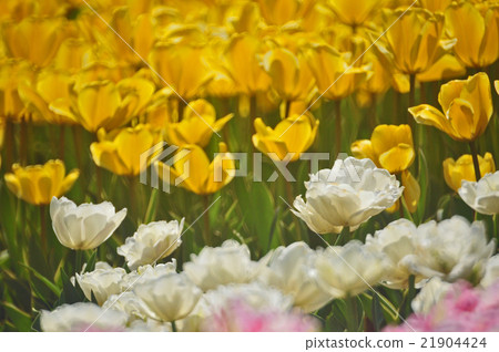 Tulip Tulip 21904424