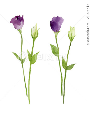 Purple and white Turquoise watercolor illustration of flower and bud 21904612