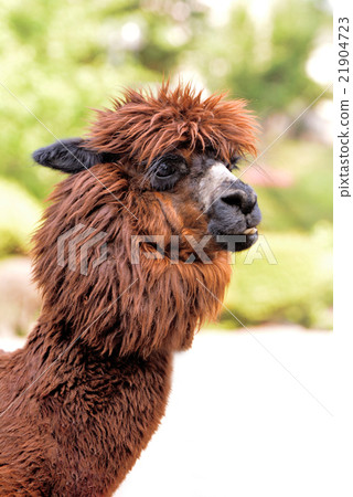 Brown alpaca 21904723