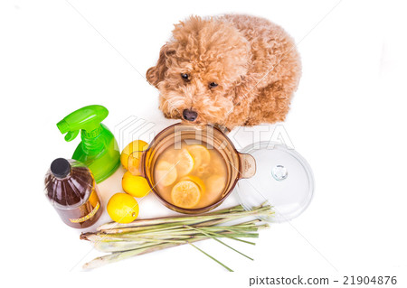 Apple cider vinegar mix, effective flea repellent 21904876