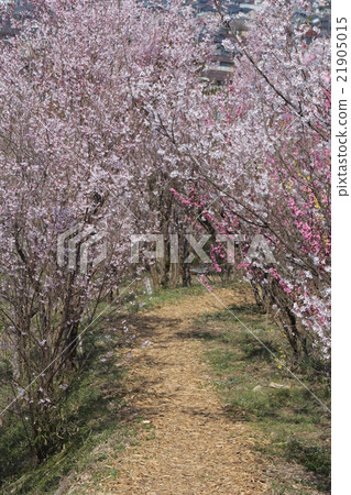 Hanamiyama Hanamiyama 21905015