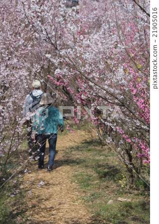 Hanamiyama Hanamiyama 21905016