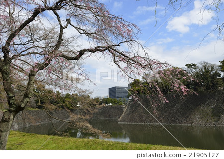 Cherry blossoms and dry moor stone walls Cherry blossoms and dry moor stone walls 21905127