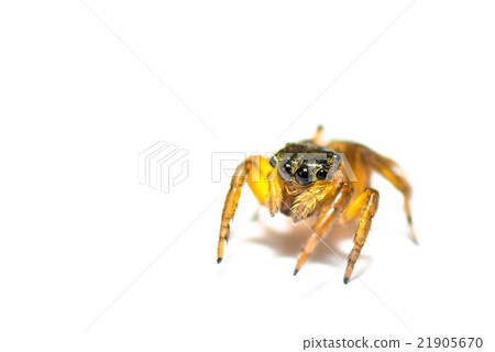 jumping spider on white background jumping spider on white background 21905670