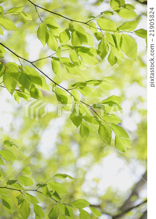 Fresh green of beech Fresh green of beech 21905824