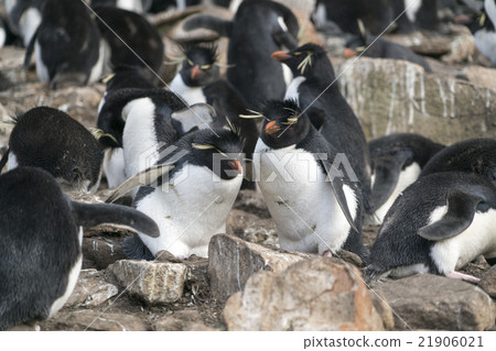 Iwatobi penguins of the Falkland Islands Iwatobi penguins of the Falkland Islands 21906021