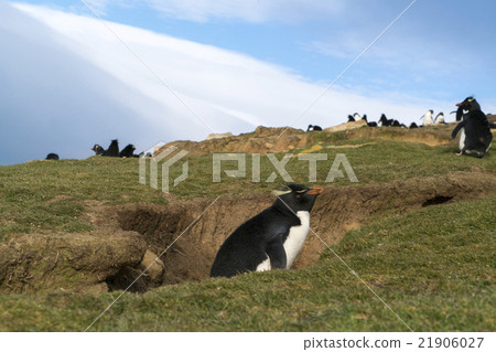 Iwatobi penguins of the Falkland Islands Iwatobi penguins of the Falkland Islands 21906027