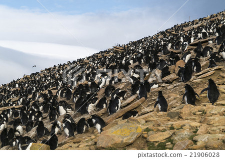 Iwatobi penguins of the Falkland Islands 21906028