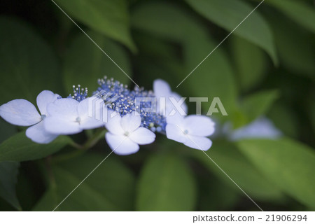 Flower hydrangea 21906294