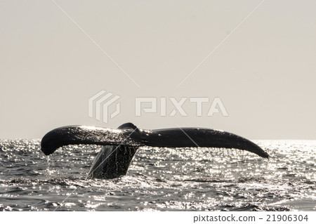 駝背鯨抬起尾鰭 21906304