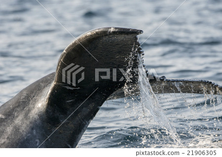 Humpback whale raising the tail fin Humpback whale raising the tail fin 21906305