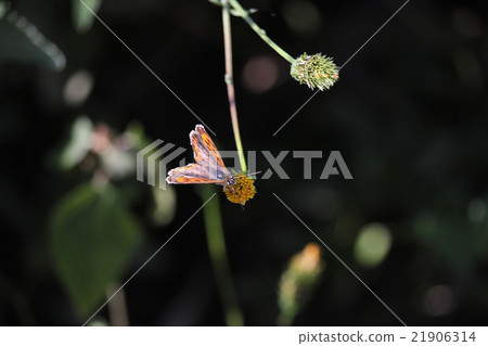 A butterfly in a wolfberry A butterfly in a wolfberry 21906314