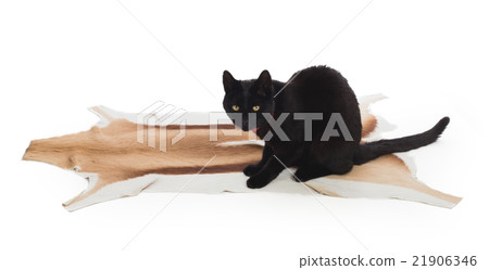 Black Cat sitting on springbok animal fur 21906346