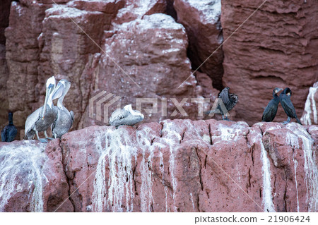 Pelican portrait relaxing on the rocks Pelican portrait relaxing on the rocks 21906424