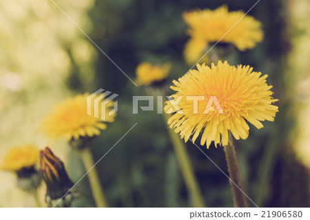 Yellow dandelion retro color 21906580