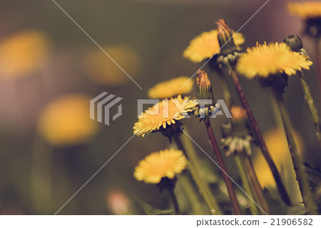 Yellow dandelion retro color 21906582