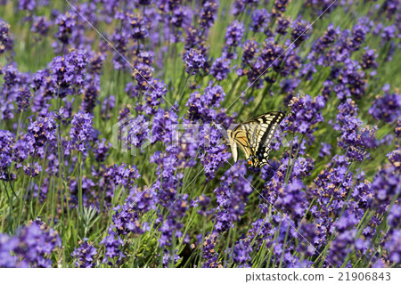 Beetle and lavender fields Beetle and lavender fields 21906843