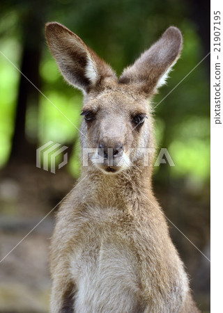 Manguru Kangaroo 21907195