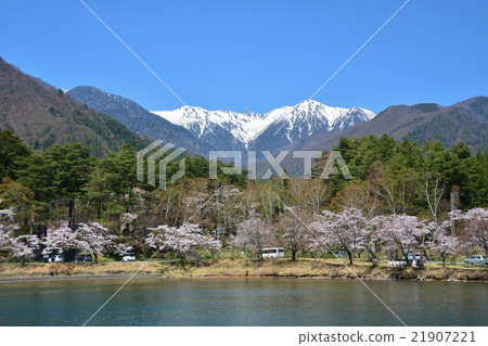 大沼湖和Komagatake的櫻花 21907221