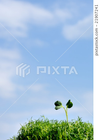 Futaba Aozora背景 21907241