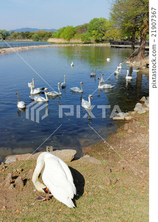 Kunyoike Park, Itami City, Hyogo Prefecture Kunyoike Park, Itami City, Hyogo Prefecture 21907367