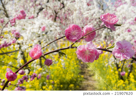 Rape flowers and peach blossoms 21907620